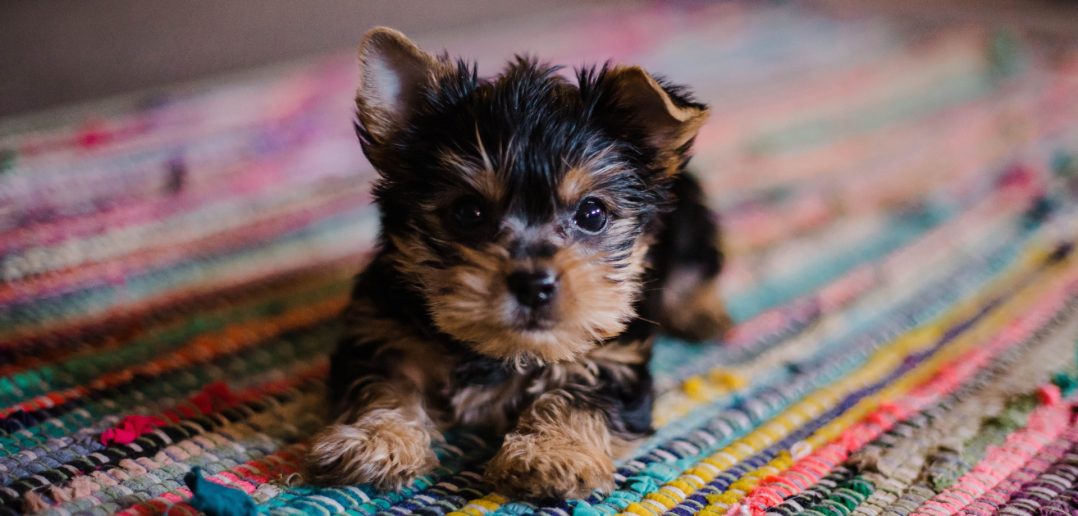 little yorkie puppy laying on a colorful rug