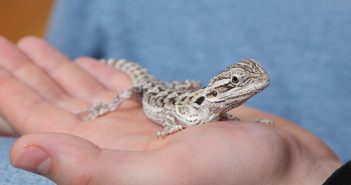 young bearded dragon lizard in human hand