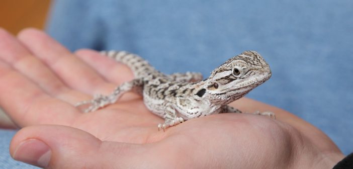 young bearded dragon lizard in human hand